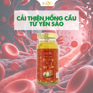 Cải thiện hồng cầu từ yến sào Khánh Hòa.
