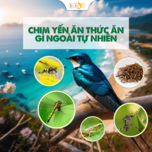 Khám phá ngay chim yến thức ăn gì.