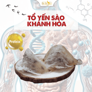 Đặc sản quý giá từ tổ yến sào Khánh Hòa.